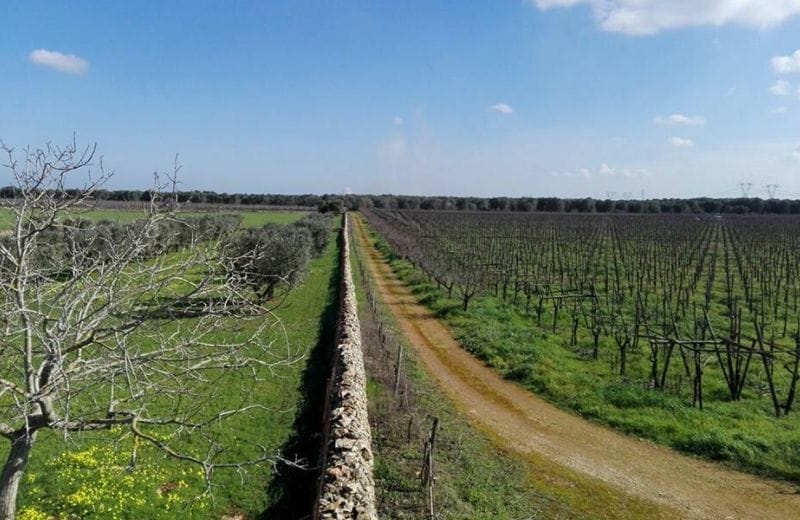 Terreni confiscati alle Mafie, la storia della cooperativa "Michele Cianci"