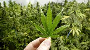 Legalizzazione della Cannabis, le regole in Europa