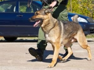 “Mi manchi come un concerto”. E i Metallica per suonare dal vivo si fanno annusare dai cani anti-covid.