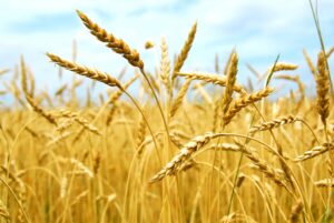 L'Argentina approva l'uso del grano transgenico