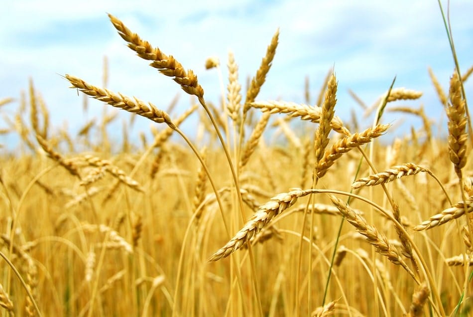 L'Argentina approva l'uso del grano transgenico