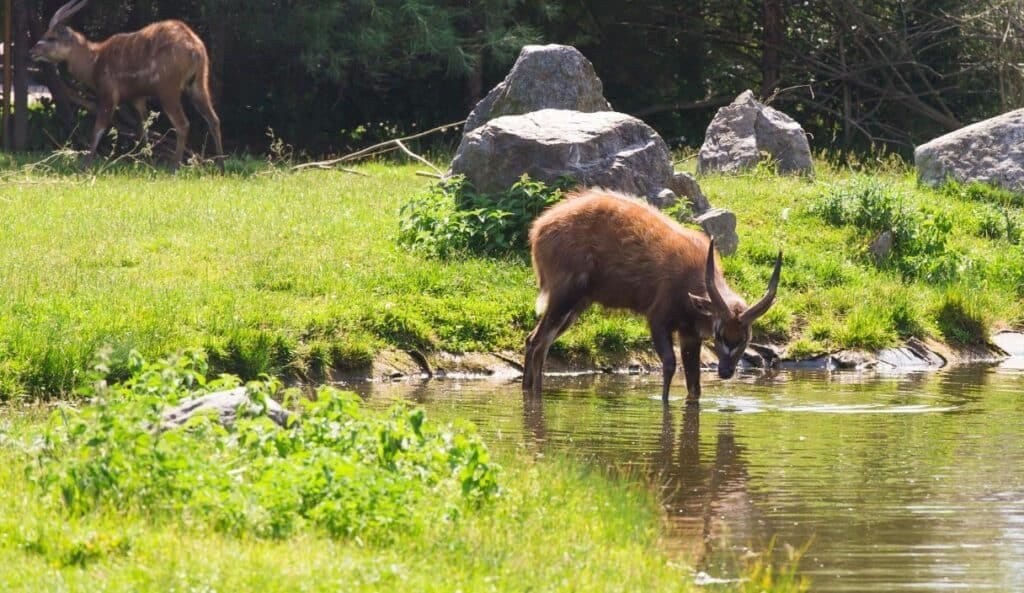 Legambiente chiede una maggiore tutela per la fauna selvatica