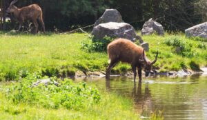 Legambiente chiede una maggiore tutela per la fauna selvatica