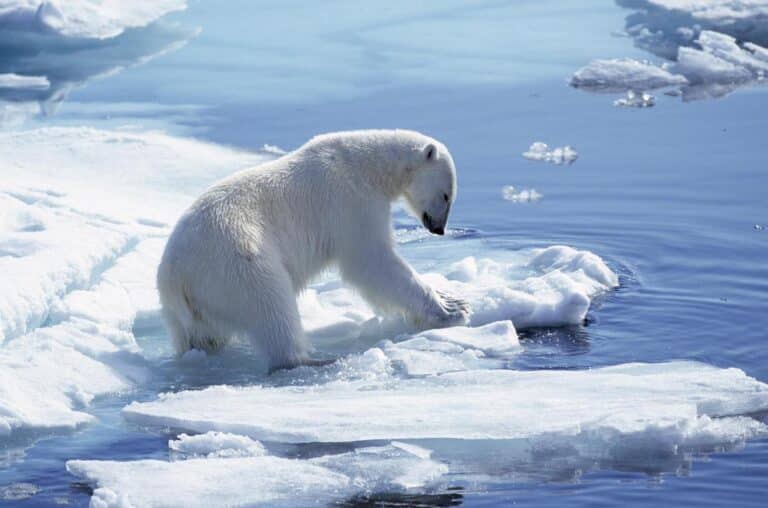 Il rischio climatico: da questione ambientale a rischio strategico per l’impresa