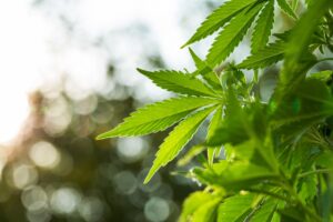 Primato europeo: Malta concede l'uso ricreativo di cannabis