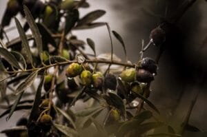 Oliveti Aperti, a giugno la Liguria celebra l’olivicoltura eroica, da Ponente a Levante