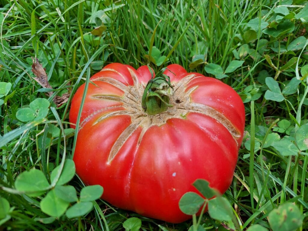 Convegno sul biologico: Sistema produttivo e alimentare capace di sostenere la transizione agroecologica
