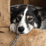 Ponzano Romano, liberati 200 Husky da un allevamento lager: “L’incubo è finito”