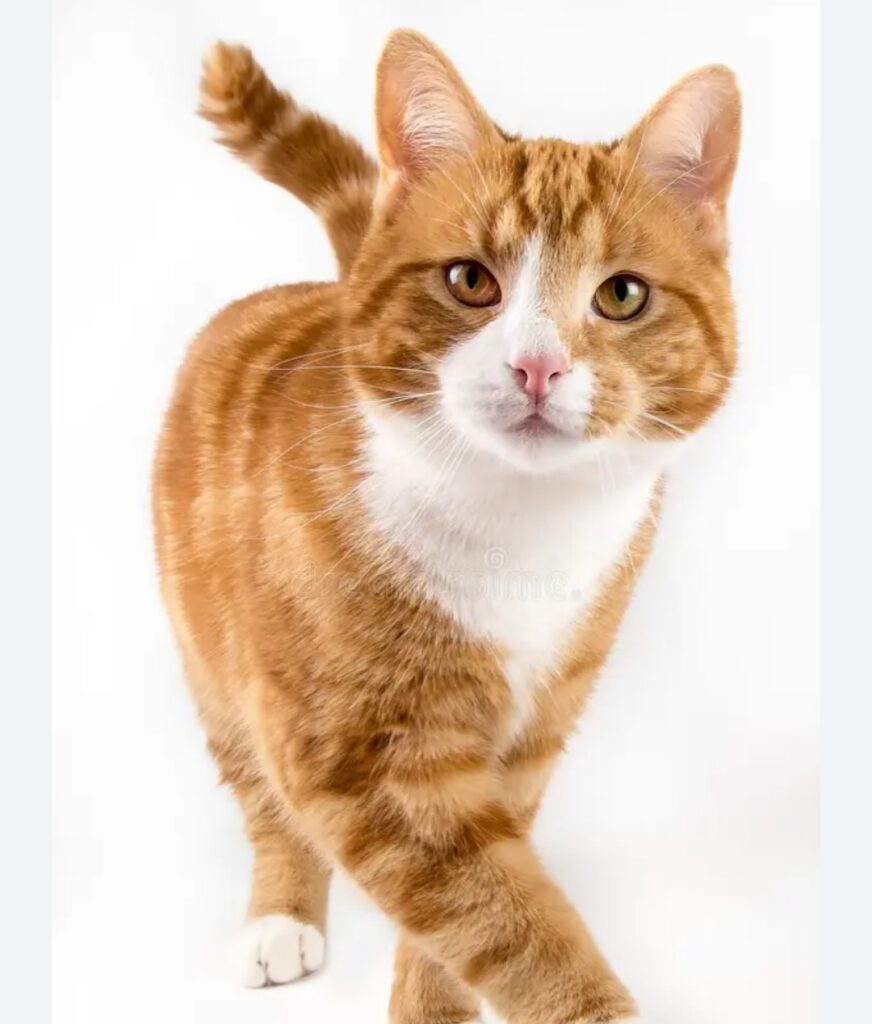 Gatto