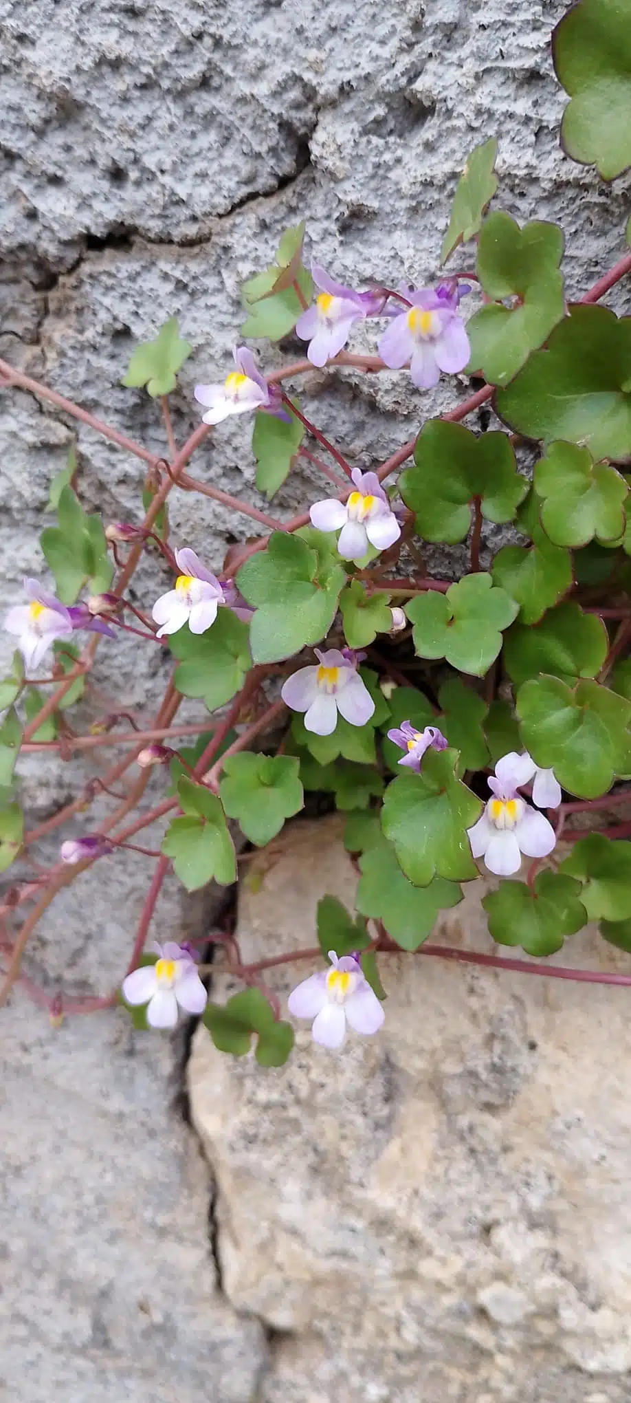 Se il mondo dimentica i bambini di Gaza
