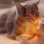 Quando un gatto ti cambia la vita: come i felini migliorano la salute dei loro proprietari secondo la scienza