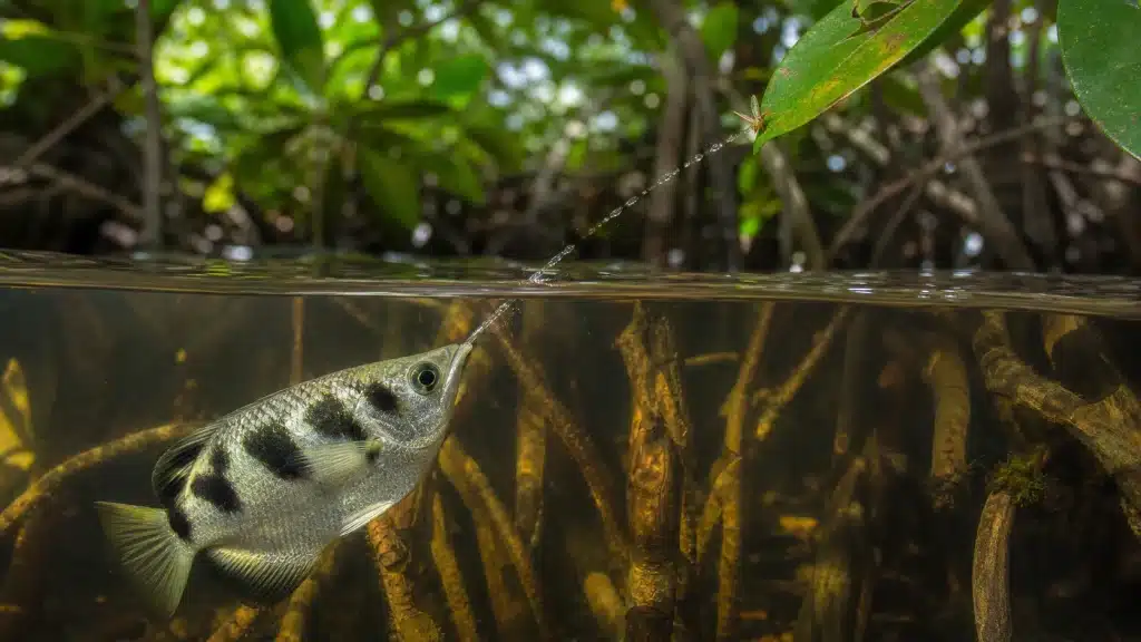 Pesce arciere spara acqua a foglia
